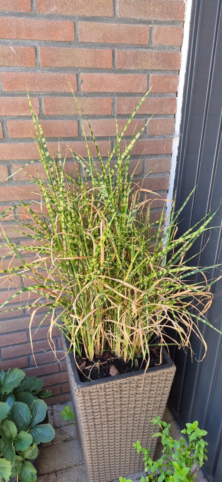 Zebra gras (Miscanthus sinensis 'Zebrinus'), Ophalen, Volle zon, Vaste plant, Siergrassen