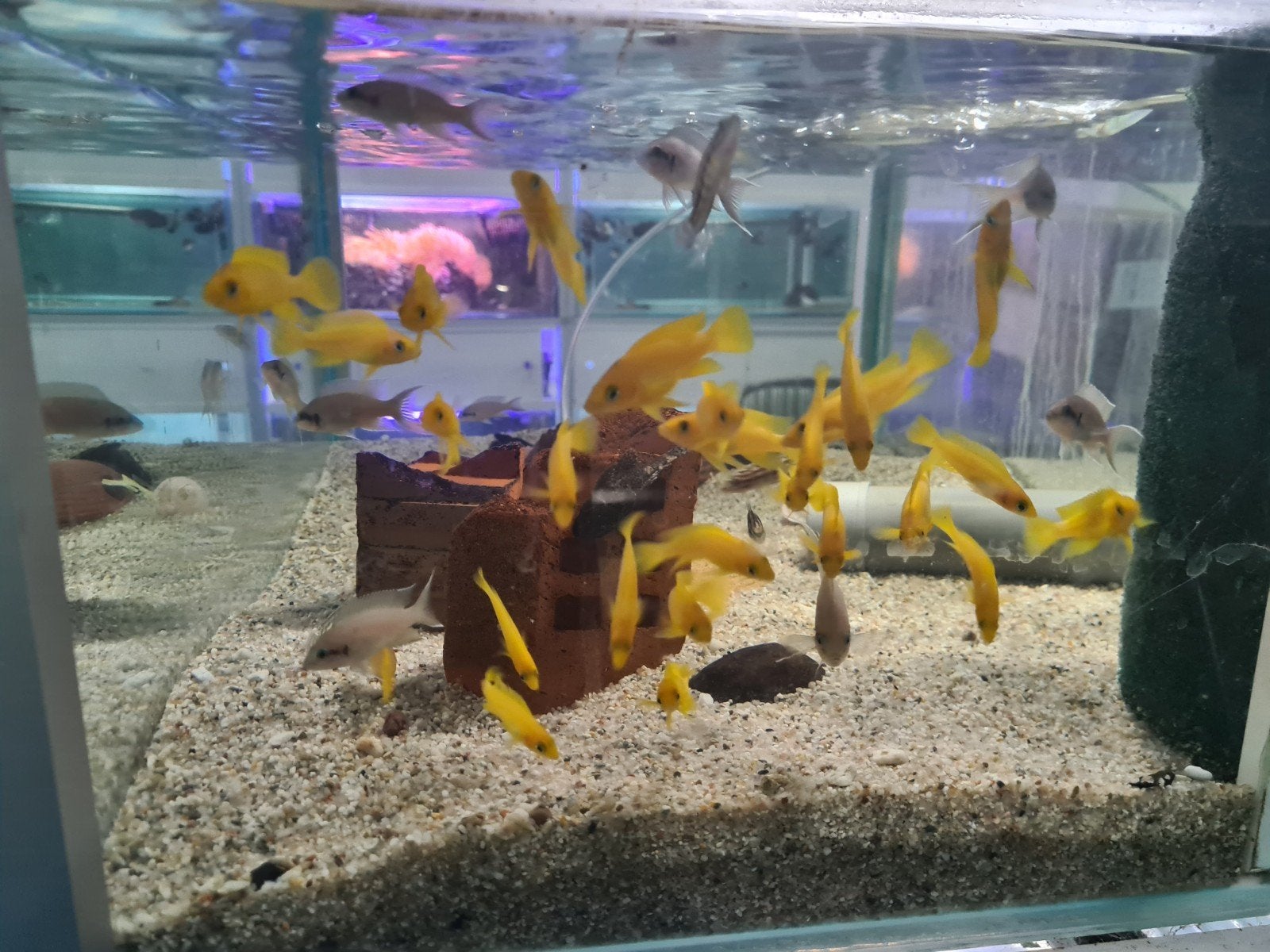 Neolamprologus Leleupi Tanganyika Cichliden, Dieren en Toebehoren, Vis, Zoetwatervis