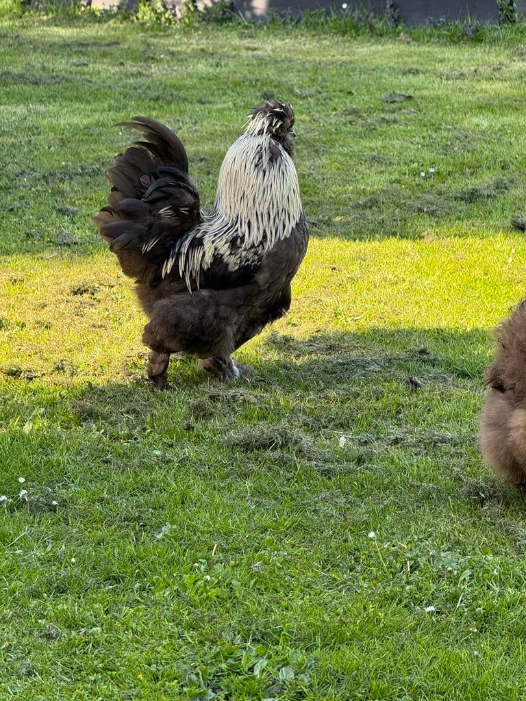 2 prachtige hanen. Mooie kleurmix, goed gezond, Dieren en Toebehoren, Mannelijk, Kip