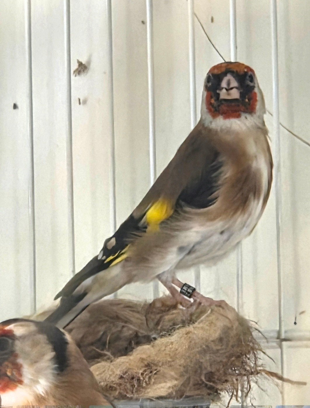 parva putter man 2025, Dieren en Toebehoren, Mannelijk, Wildzangvogel, Geringd
