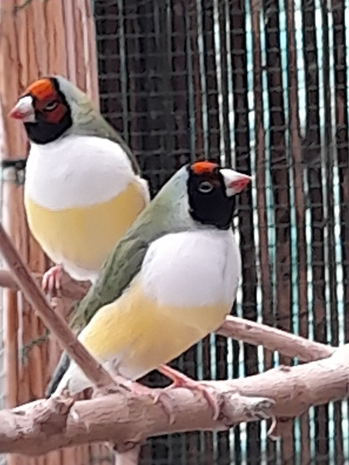 Gouldamadines 5 st. poppen !, Dieren en Toebehoren, Vogels | Overige Vogels, Vrouwelijk, Tropenvogel