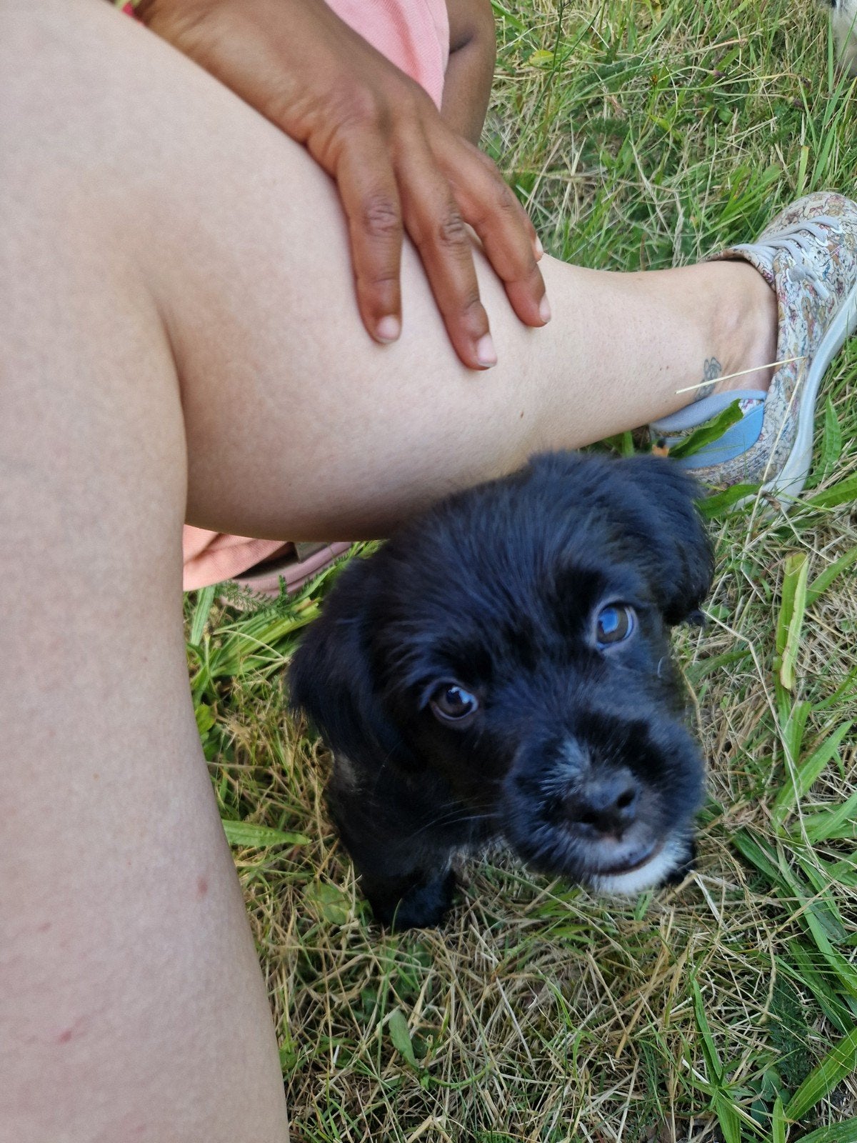 Prachtige Kruising Pups, Dieren en Toebehoren, 8 tot 15 weken, Meerdere, Meerdere dieren, Klein