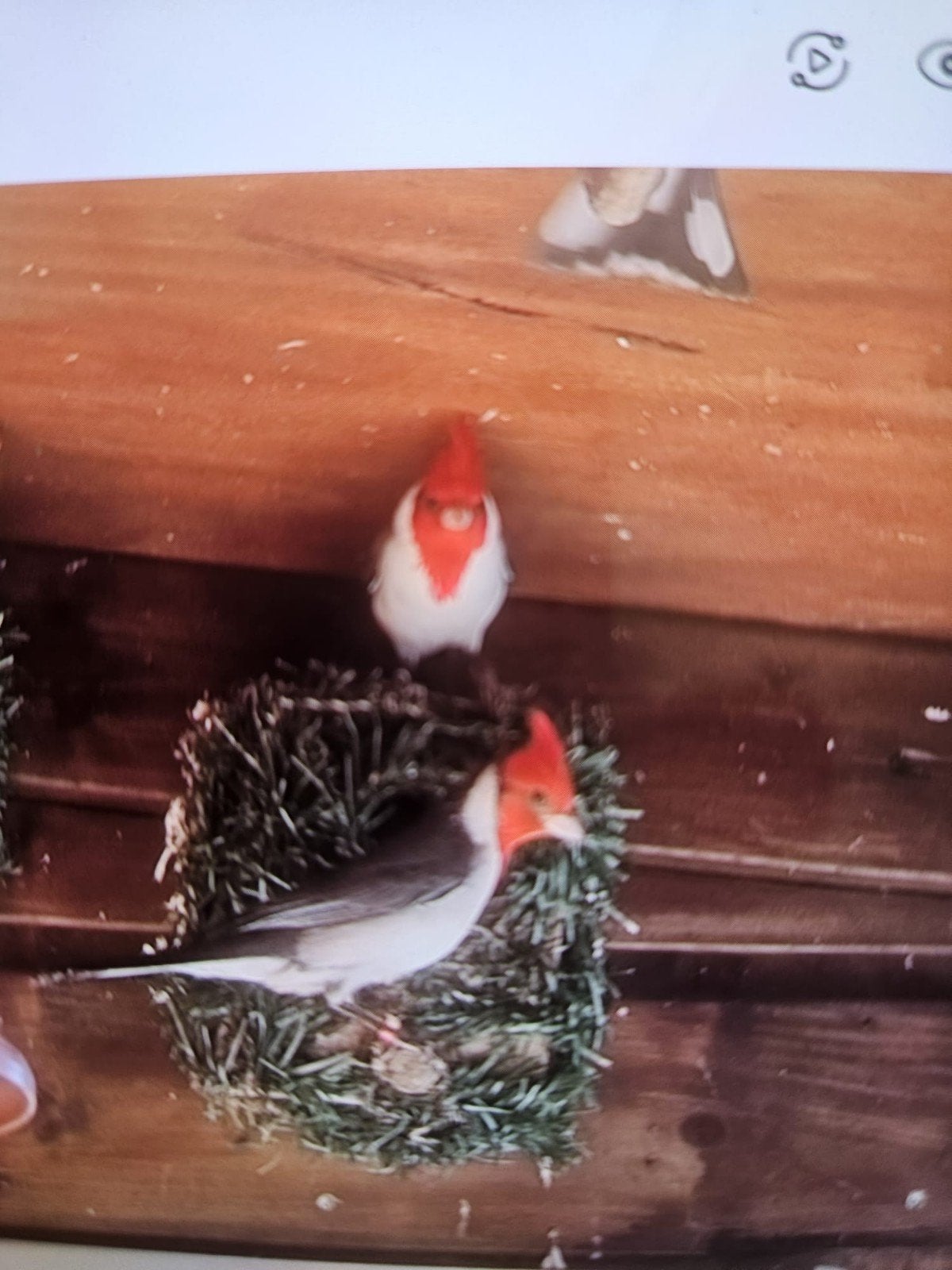 Roodkuifkardinaal pop, Dieren en Toebehoren, Vrouwelijk, Geringd
