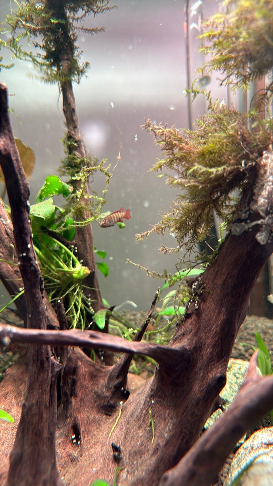 Aquarium compleet met Chihiros lamp en Oase buitenfilter, Ophalen, Zo goed als nieuw