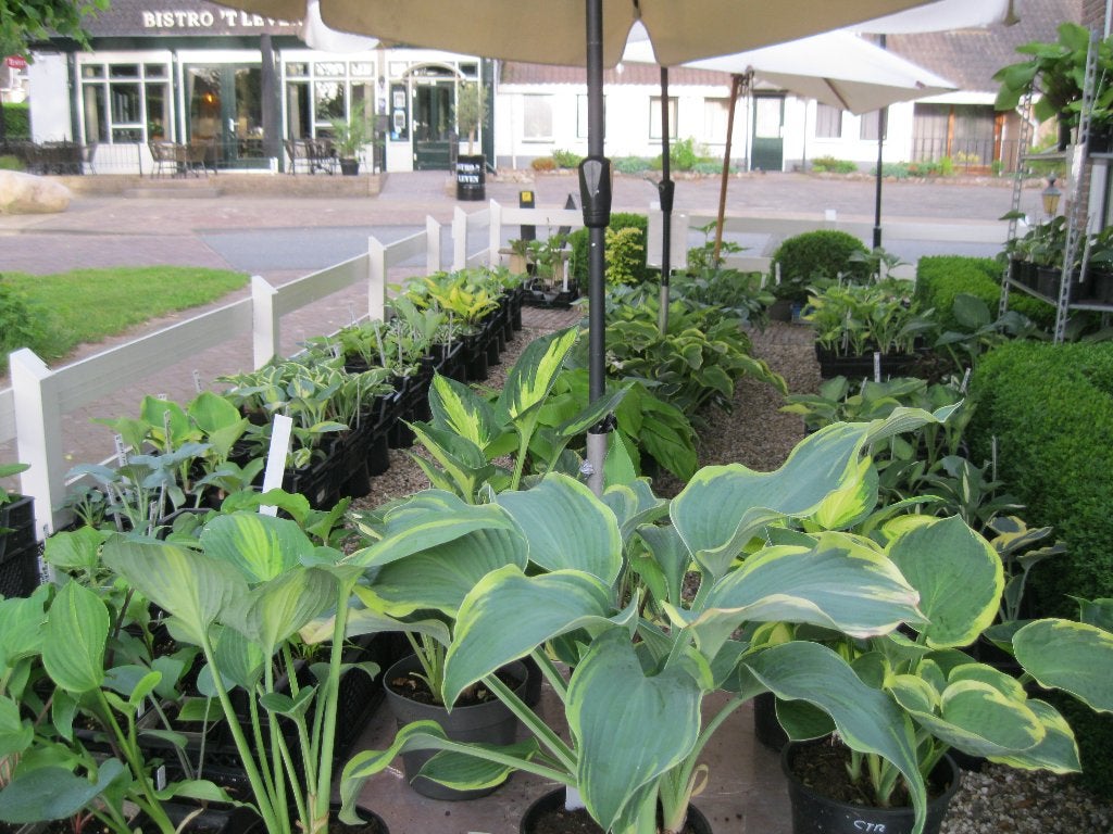 HOSTA (>90 soorten) etc. Straatverkoop, elke/hele dag open!, Ophalen, Overige soorten, Halfschaduw