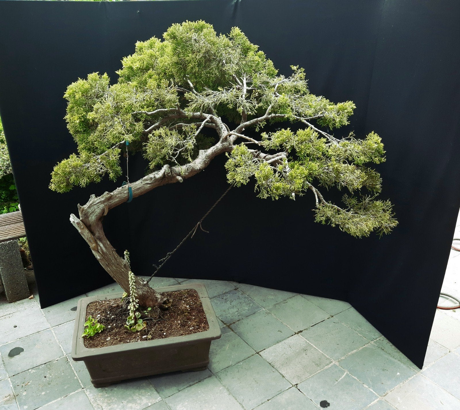 Bonsai Juniperus Sabina, Ophalen, Overige soorten, 100 tot 250 cm