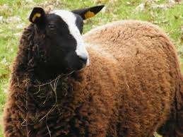 schapenvacht zwartbles wol, Ophalen of Verzenden, Nieuw, Overige typen, Wolvilt