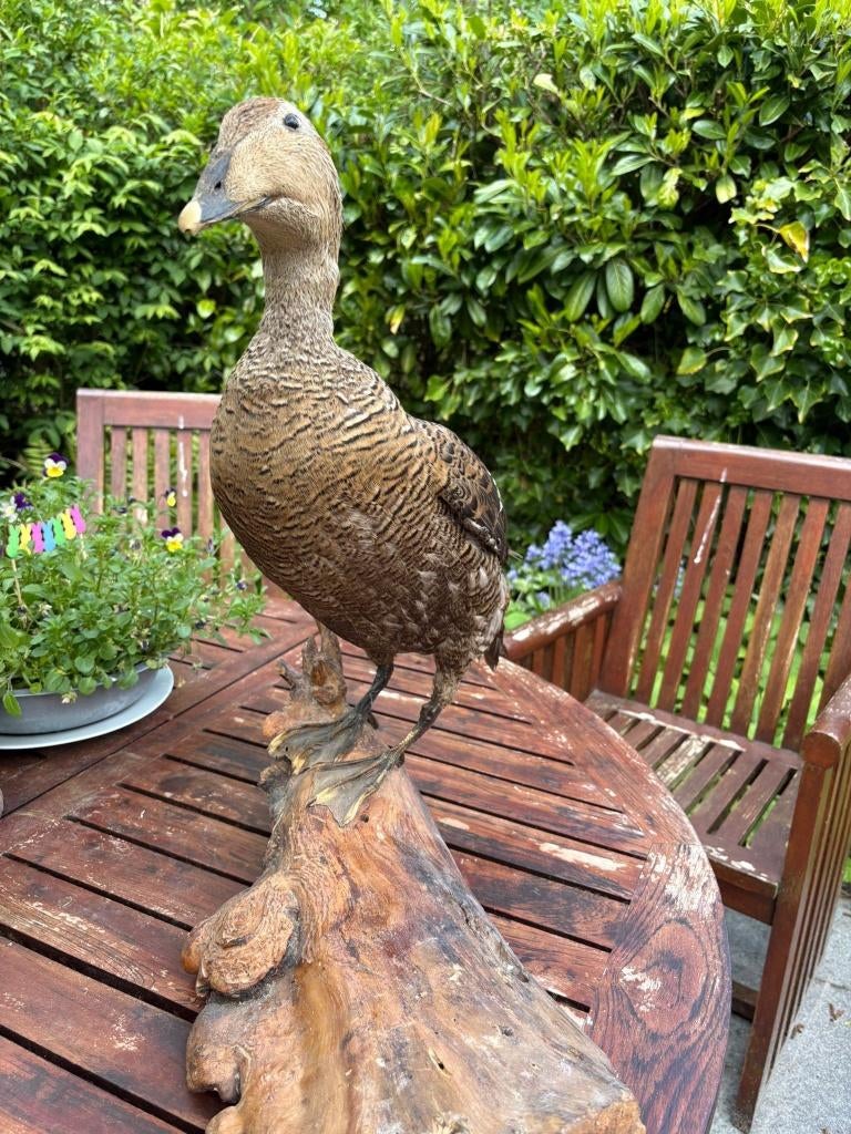 eidereend taxidermie, Verzamelen, Ophalen, Gebruikt, Vogel, Opgezet dier