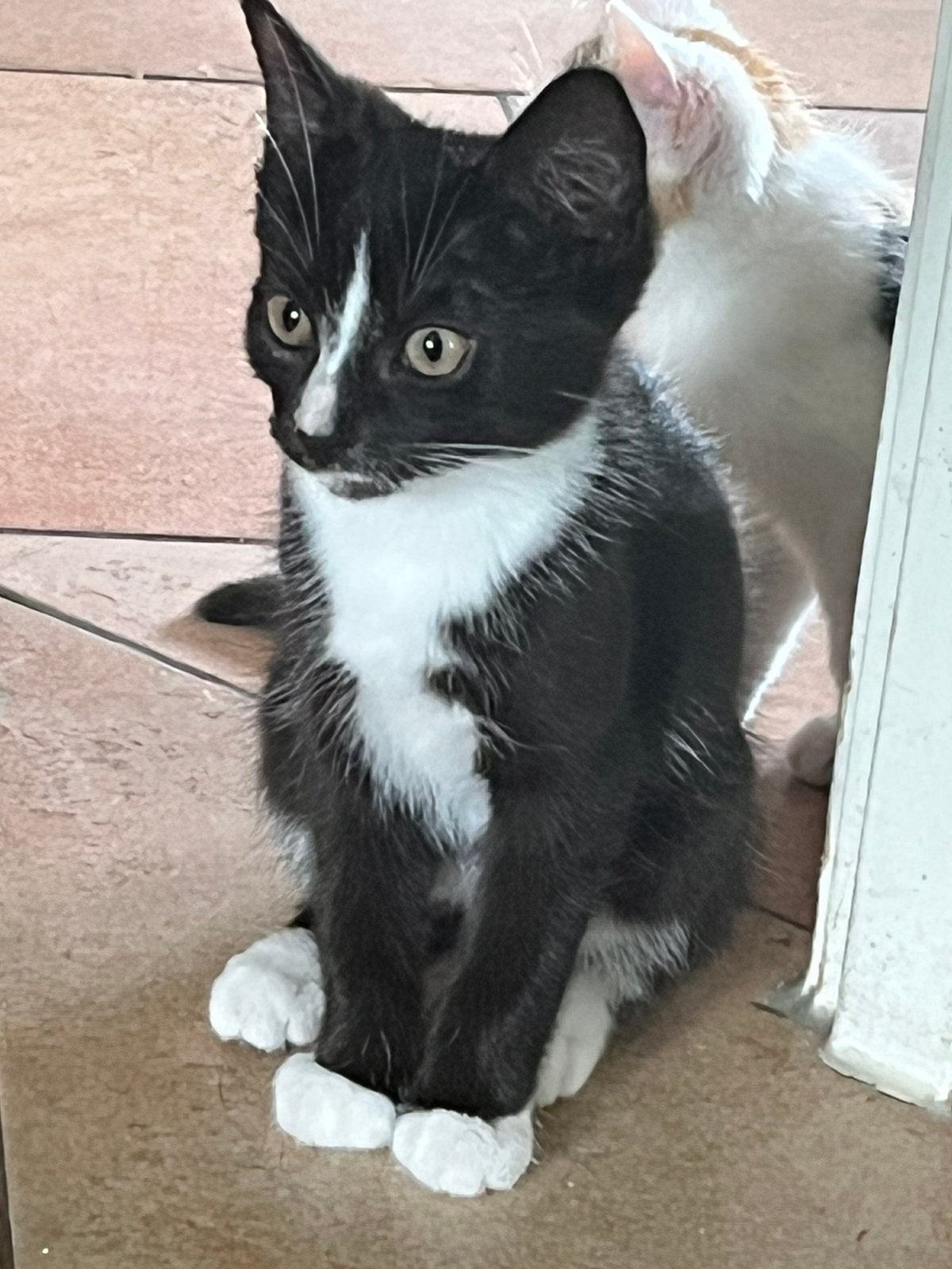 3 lieve kittens per direct beschikbaar, Dieren en Toebehoren, Meerdere dieren