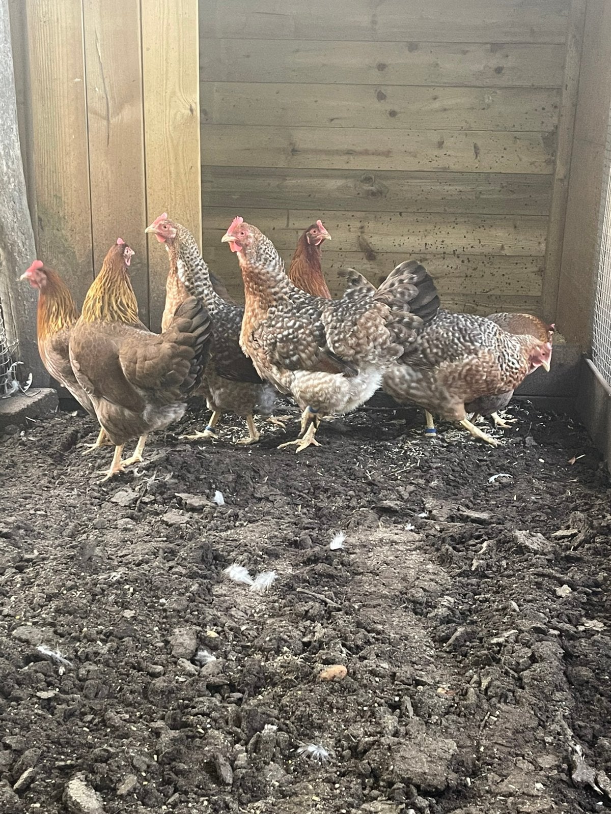 Grote Bielefelders, Leghorn, Welsumer en Marans hennen, Dieren en Toebehoren, Vrouwelijk, Kip