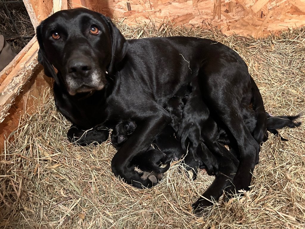 Pups labrador kruising, Labrador retriever, Meerdere, Meerdere dieren, Nederland