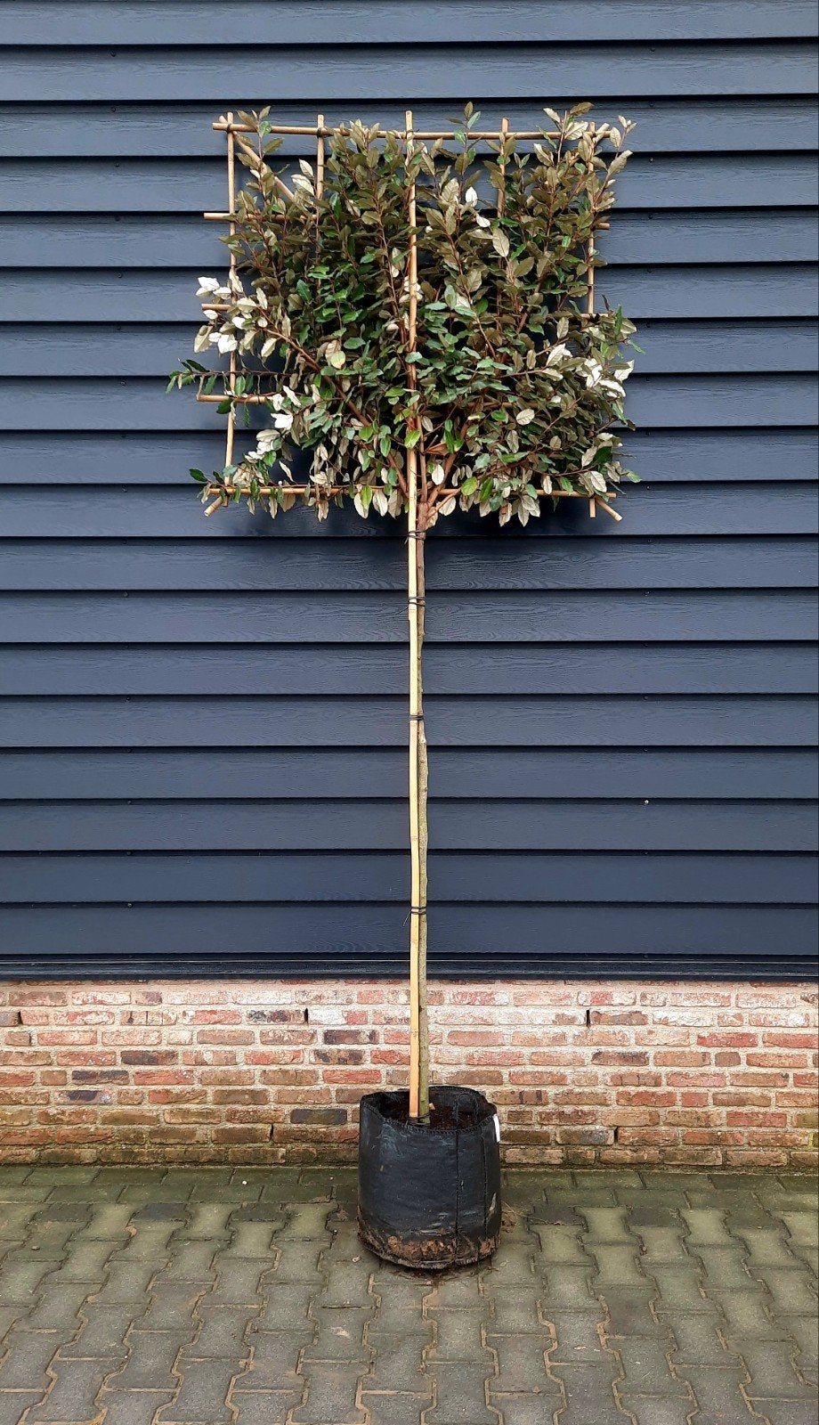 Leiboom Olijfwilg Elaeagnus 'Compacta'  🌿🌳, Ophalen