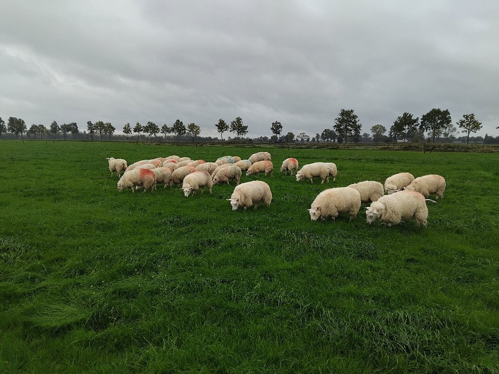 Fokooien, swifter-texelaar, zwoegervrij, Dieren en Toebehoren, Vrouwelijk, Schaap, 0 tot 2 jaar