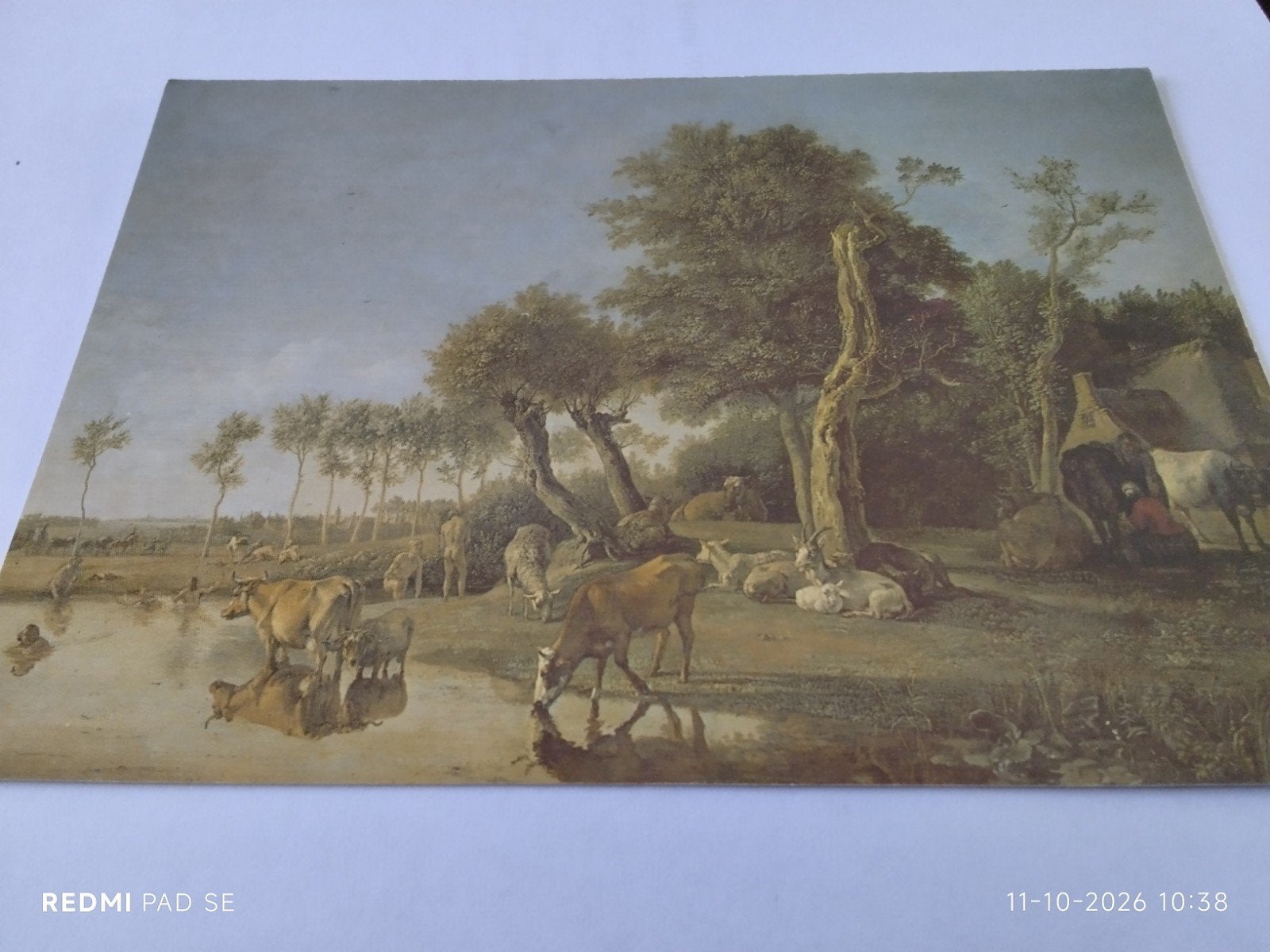 Paulus Potter - Koeien weerspiegeld in het water ANSICHT., Ophalen of Verzenden, 1980 tot heden, Overige thema's