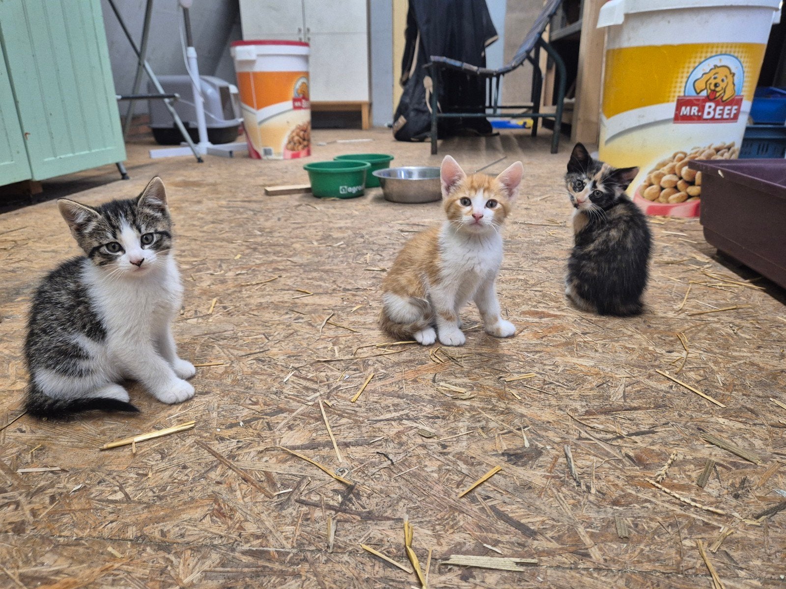 Jonge boerderij kittens