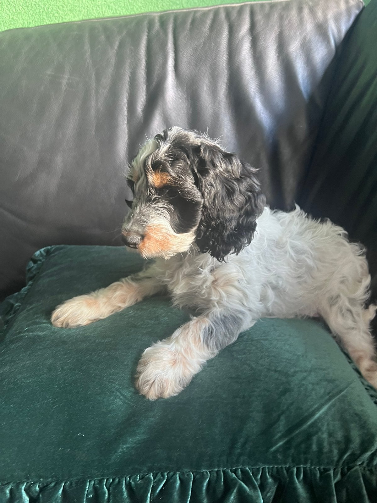 Cockapoo reutjes zijn op zoek naar n gouden mandje, Poedel, Reu, 8 tot 15 weken, Parvo