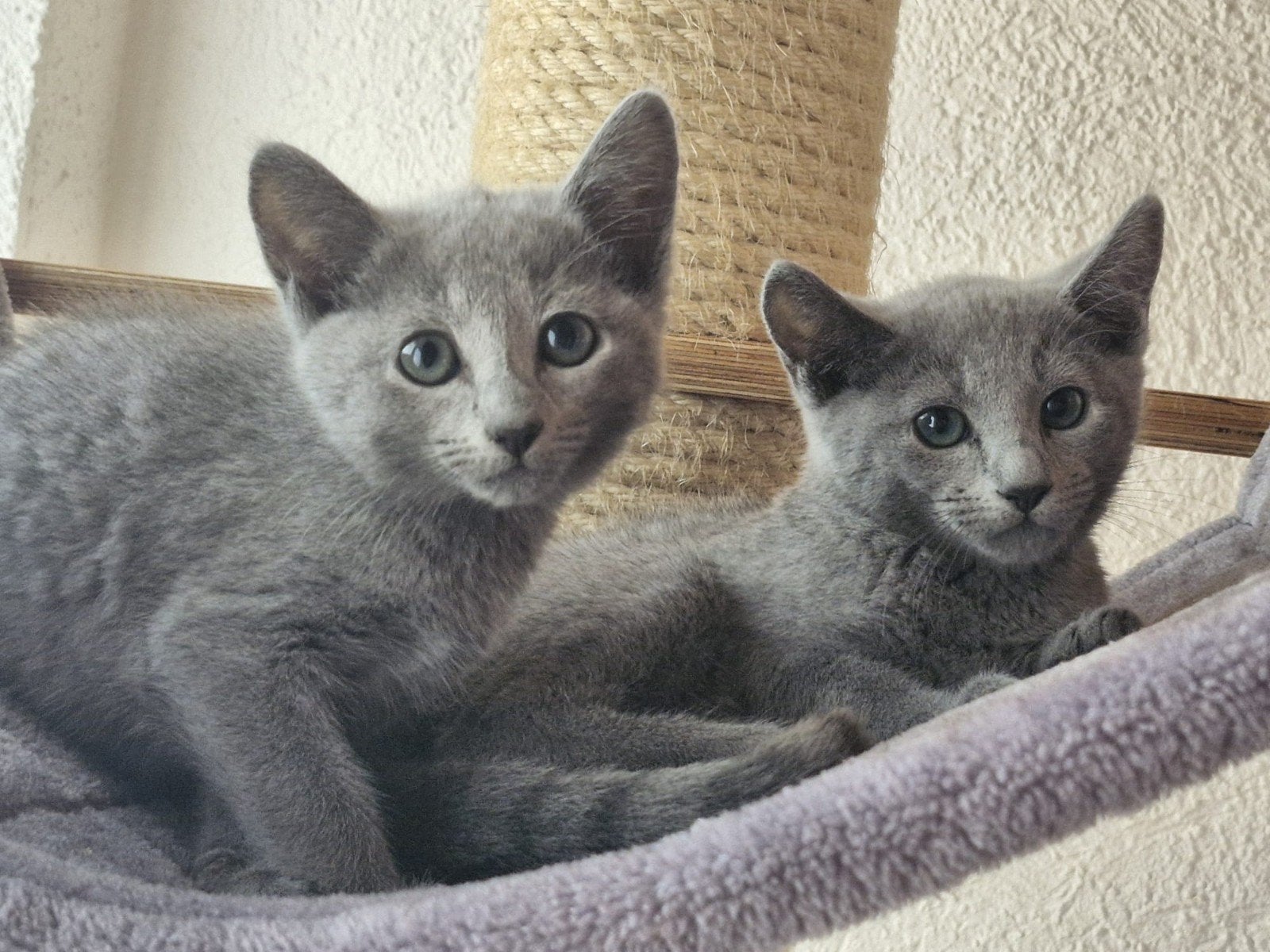 Russisch Blauw, Meerdere dieren, Met stamboom, 0 tot 2 jaar