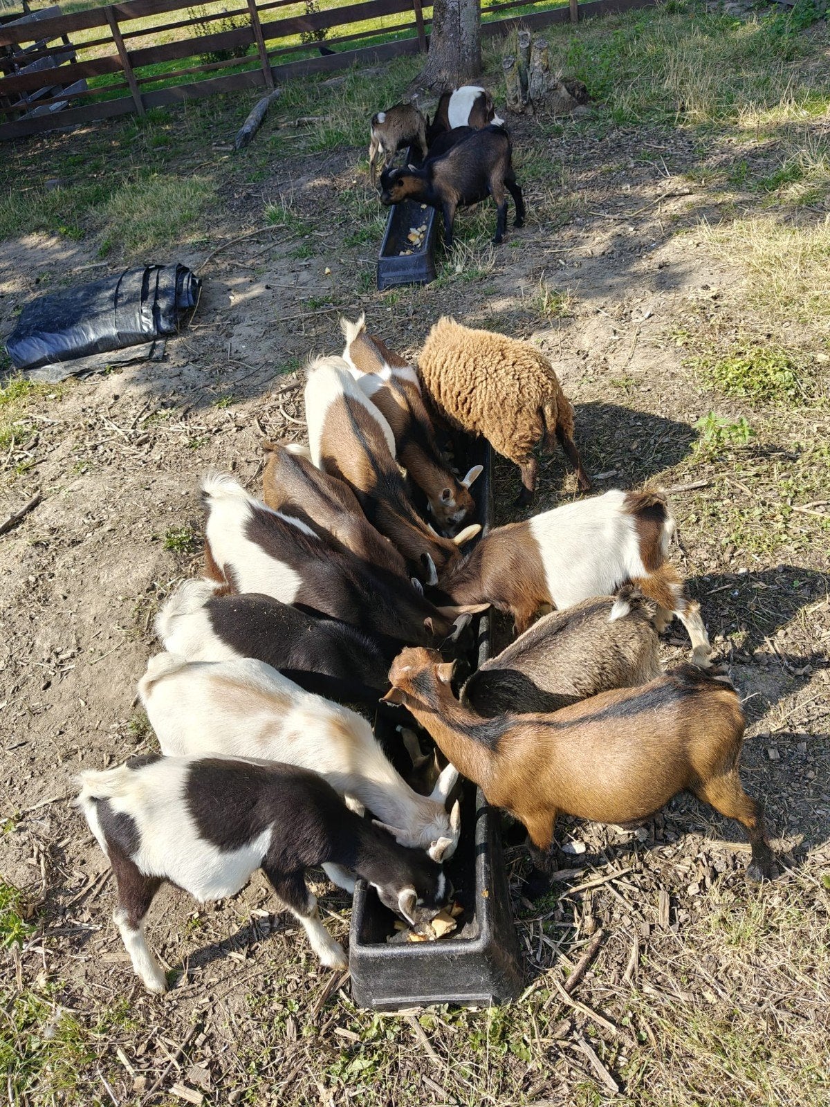 Dekbokjes, Dieren en Toebehoren, Mannelijk, Geit, 0 tot 2 jaar