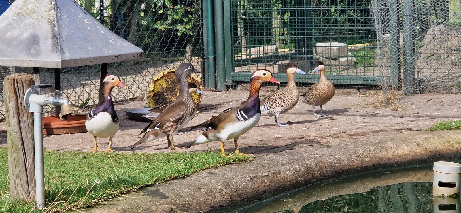 Siereenden, Dieren en Toebehoren, Meerdere dieren, Eend