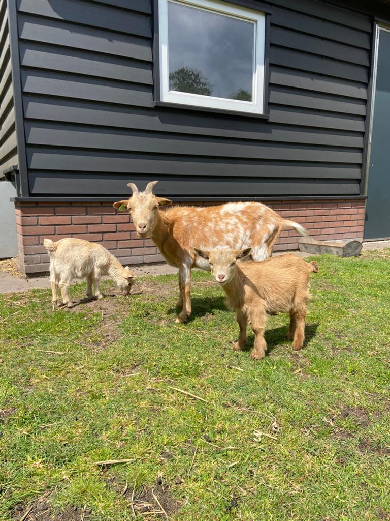Geit met geitje en bokje te koop, Dieren en Toebehoren, Schapen, Geiten en Varkens, Meerdere dieren, Geit