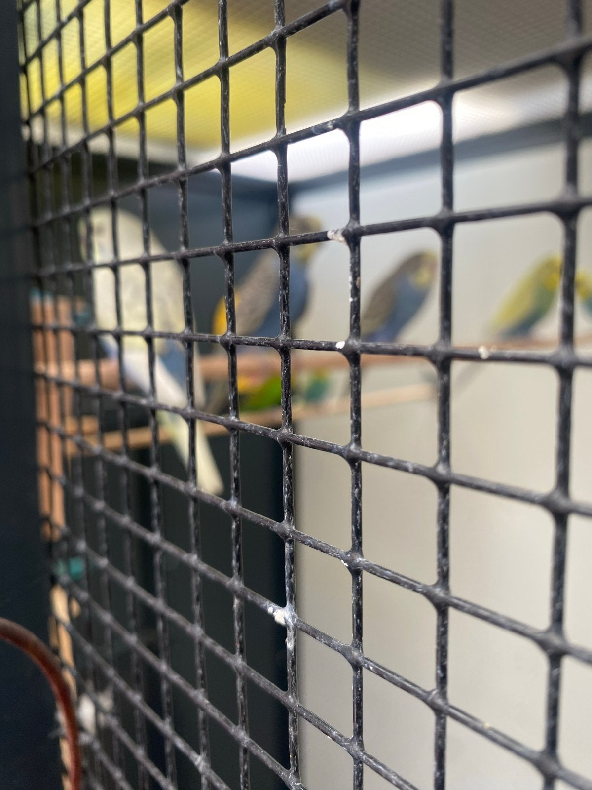 Jong grasparkietje Man, Dieren en Toebehoren, Vogels | Parkieten en Papegaaien, Mannelijk, Parkiet, Tam