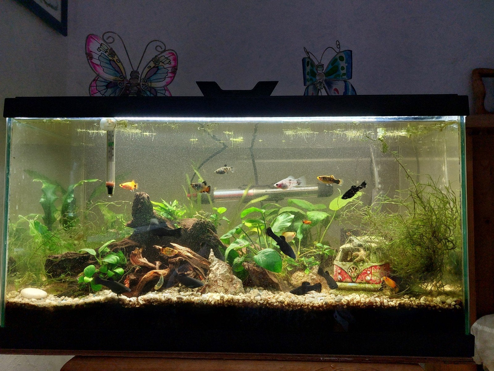 Te koop Black mollies ook dalmatsiers, Ophalen of Verzenden, Zo goed als nieuw, Gevuld zoetwateraquarium