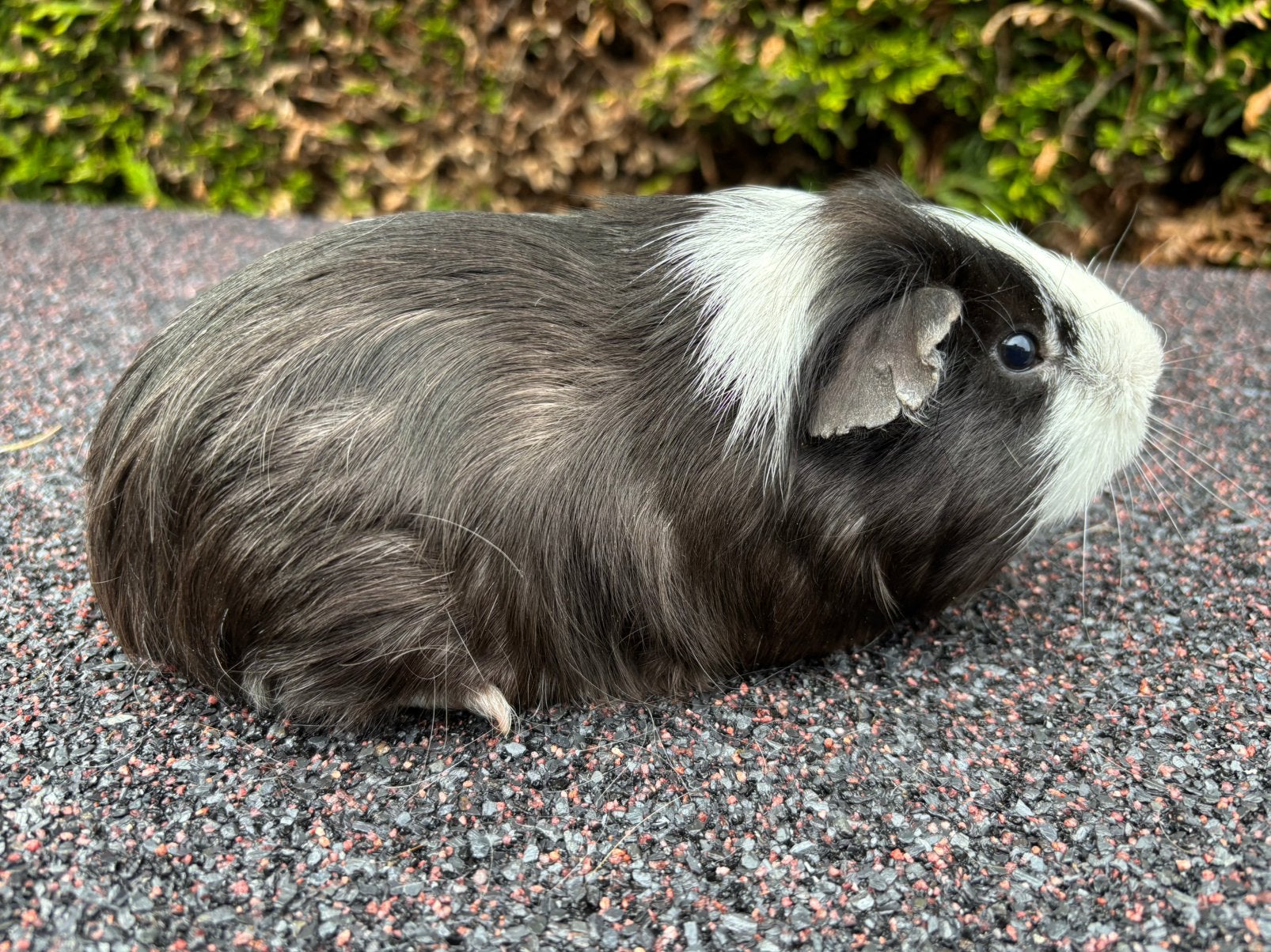 Cavia beer, (5 maanden), Februari, Mannelijk, Cavia