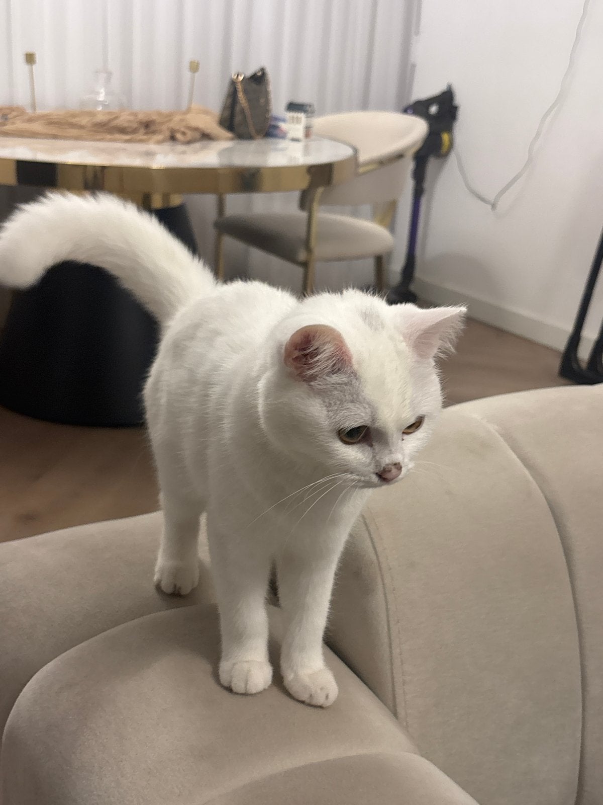 Brits kortaar x agora, Poes