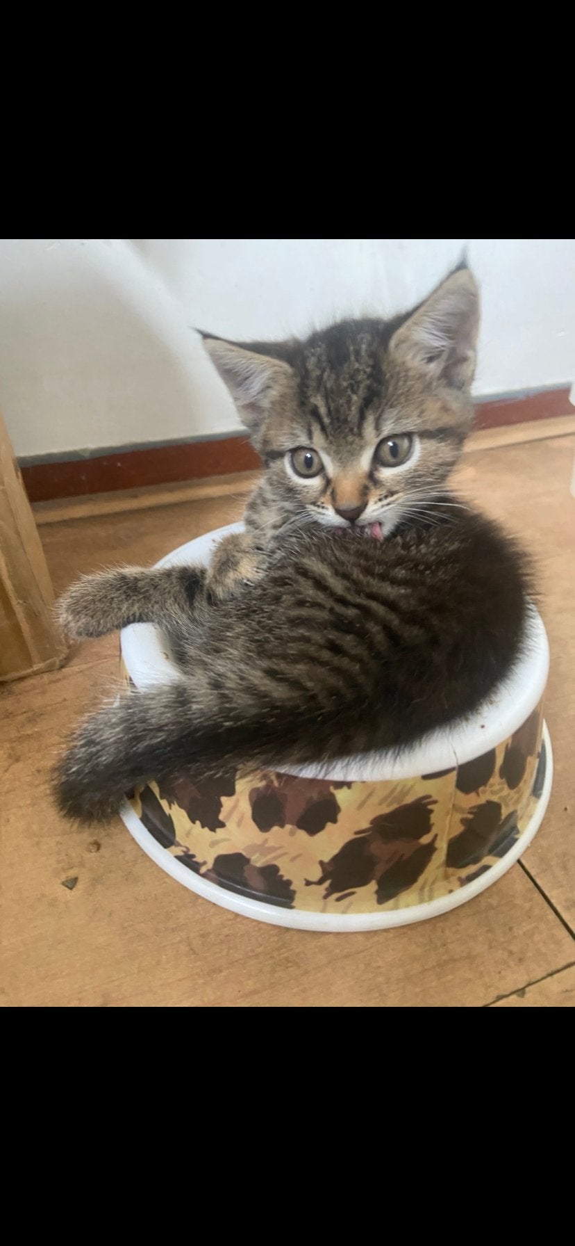 Super mooie en zindelijke kitten, Poes