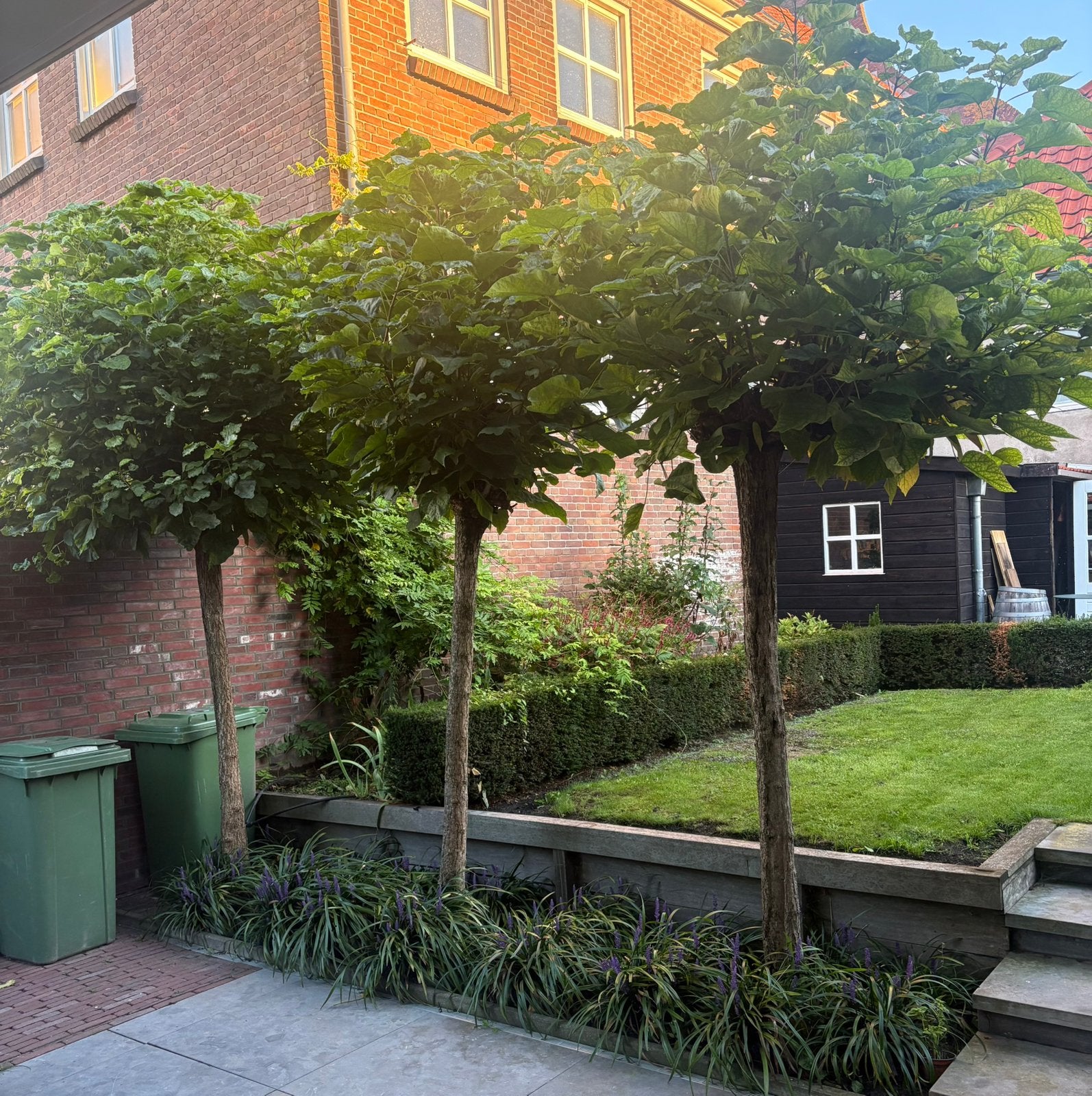 bolcatalpa, Tuin en Terras, Ophalen, Volle zon, Overige soorten