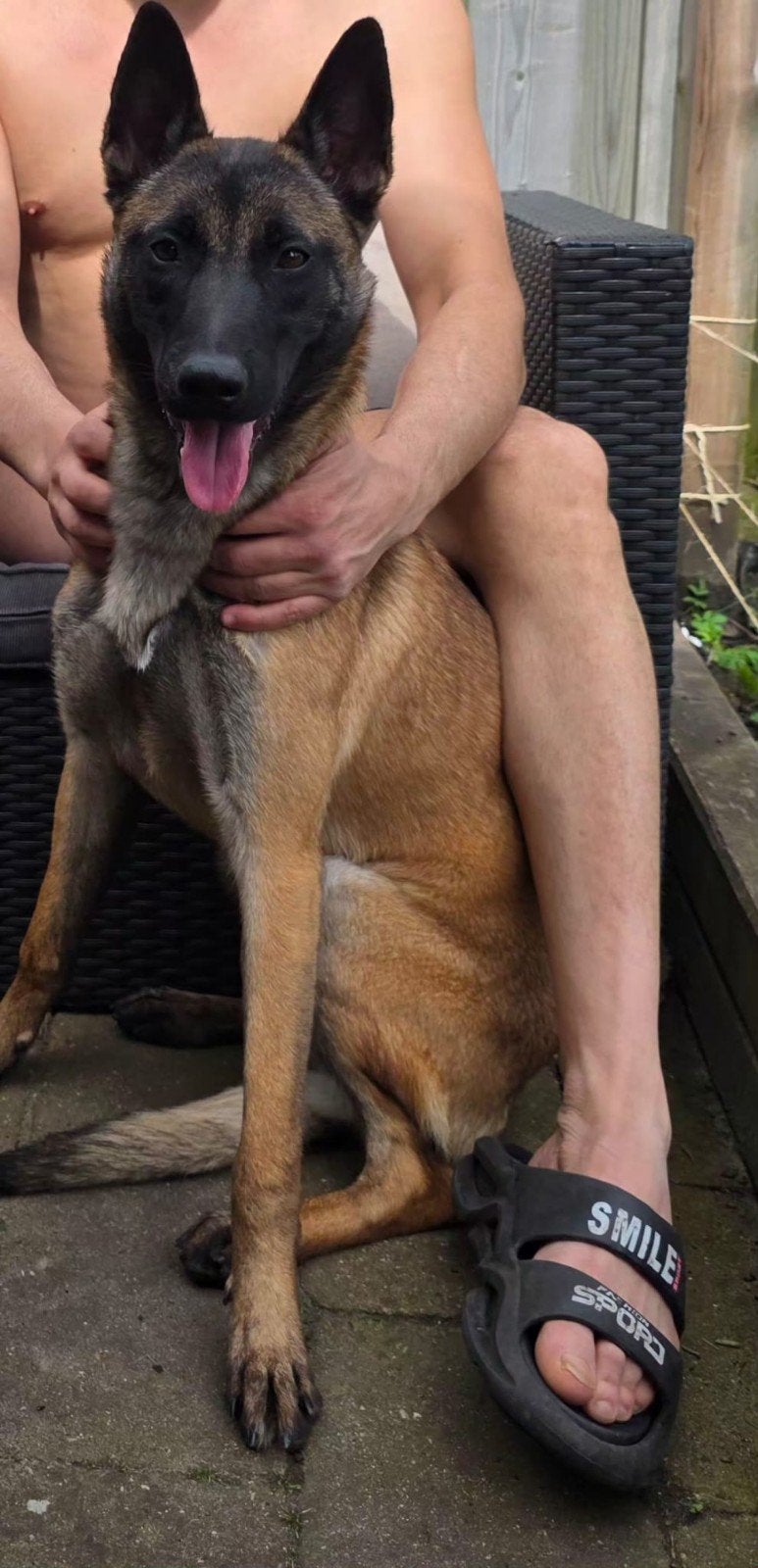 Belgische Malinois werkhond, Dieren en Toebehoren, Honden | Herdershonden en Veedrijvers, 15 weken tot 1 jaar, Teef, Parvo, Eén hond