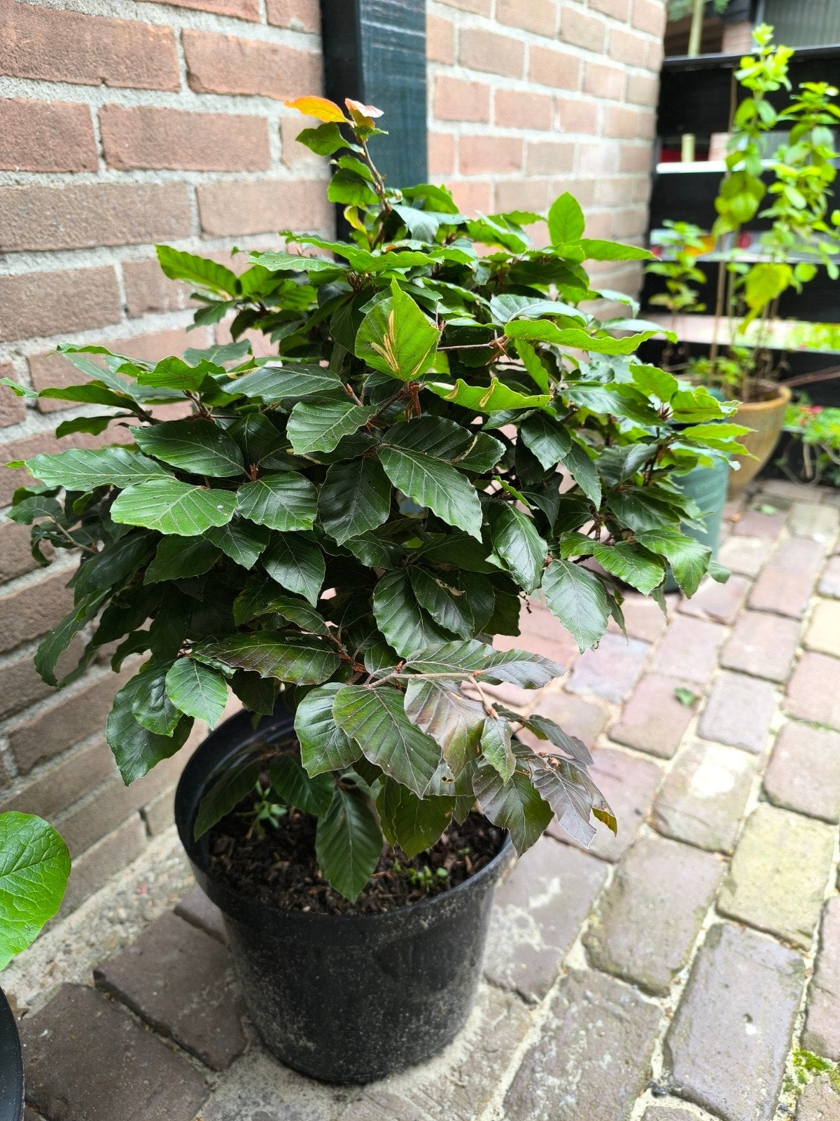 Bonsai Beuk, Ophalen, Volle zon