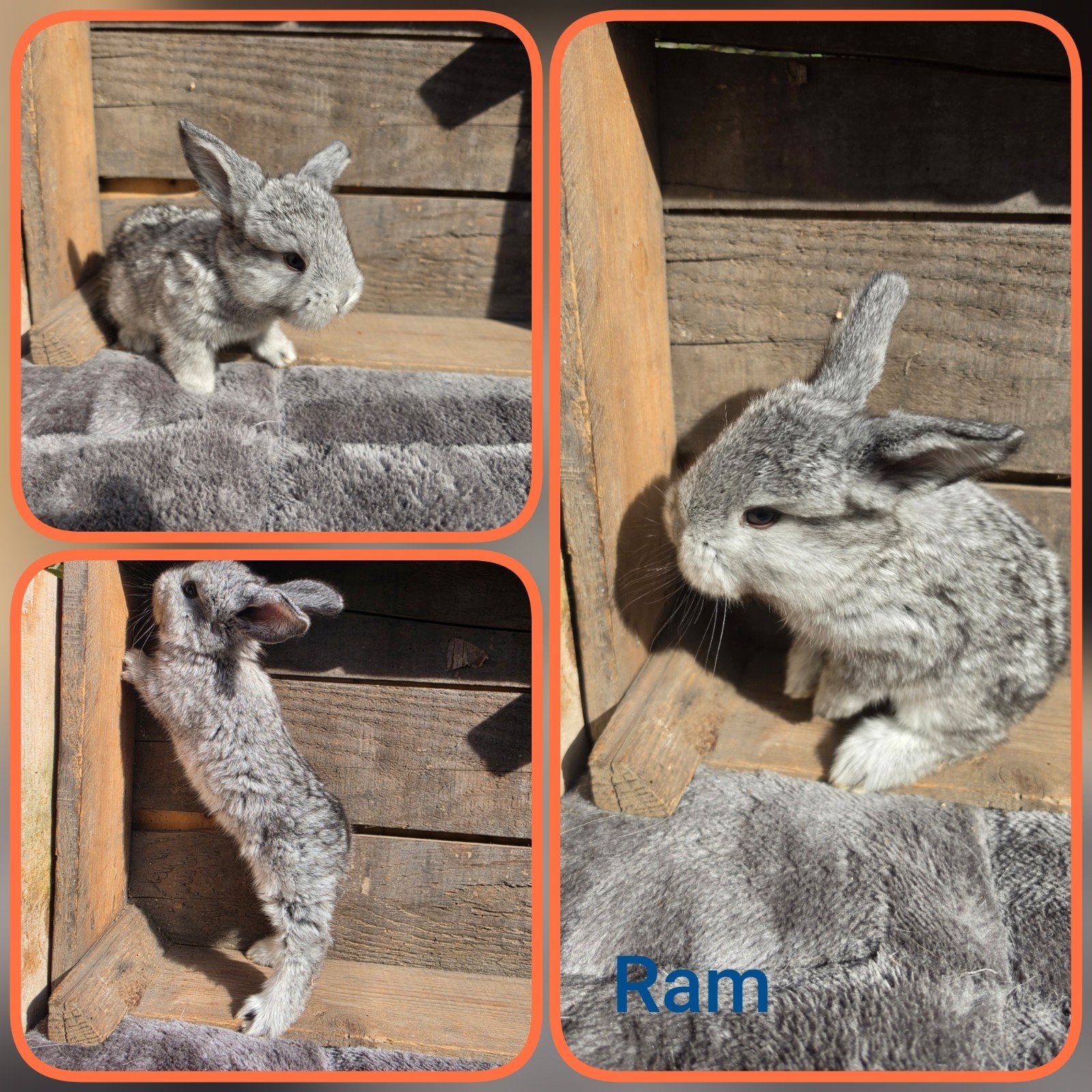 lieve franse hangoren, Dieren en Toebehoren, Meerdere dieren, Groot, Hangoor, 0 tot 2 jaar