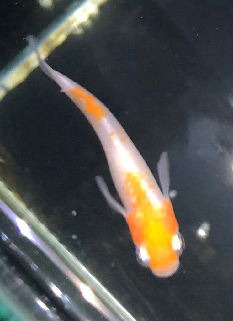 Oranje/Wit Japanse rijstvis, Medaka, Mini-koi volwassen jong, Overige soorten
