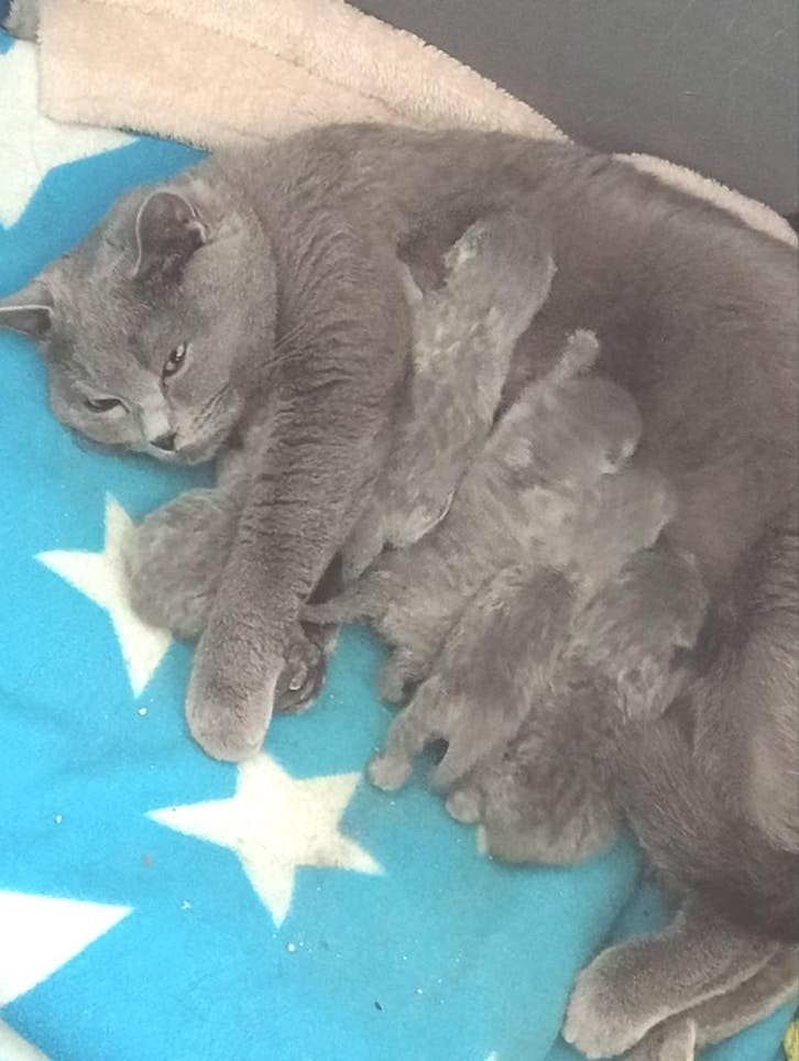 Lieve Britse korthaar kittens € 850,-, Dieren en Toebehoren, Katten en Kittens | Raskatten | Korthaar, Meerdere dieren