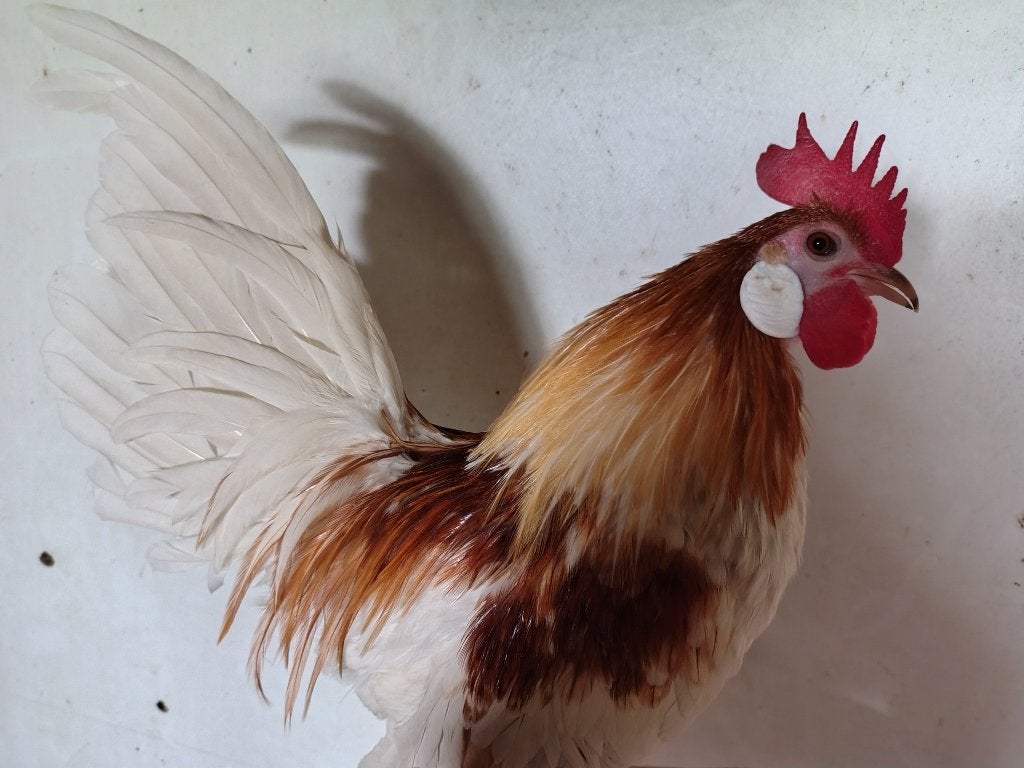 Krielkippen, Dieren en Toebehoren, Meerdere dieren, Kip