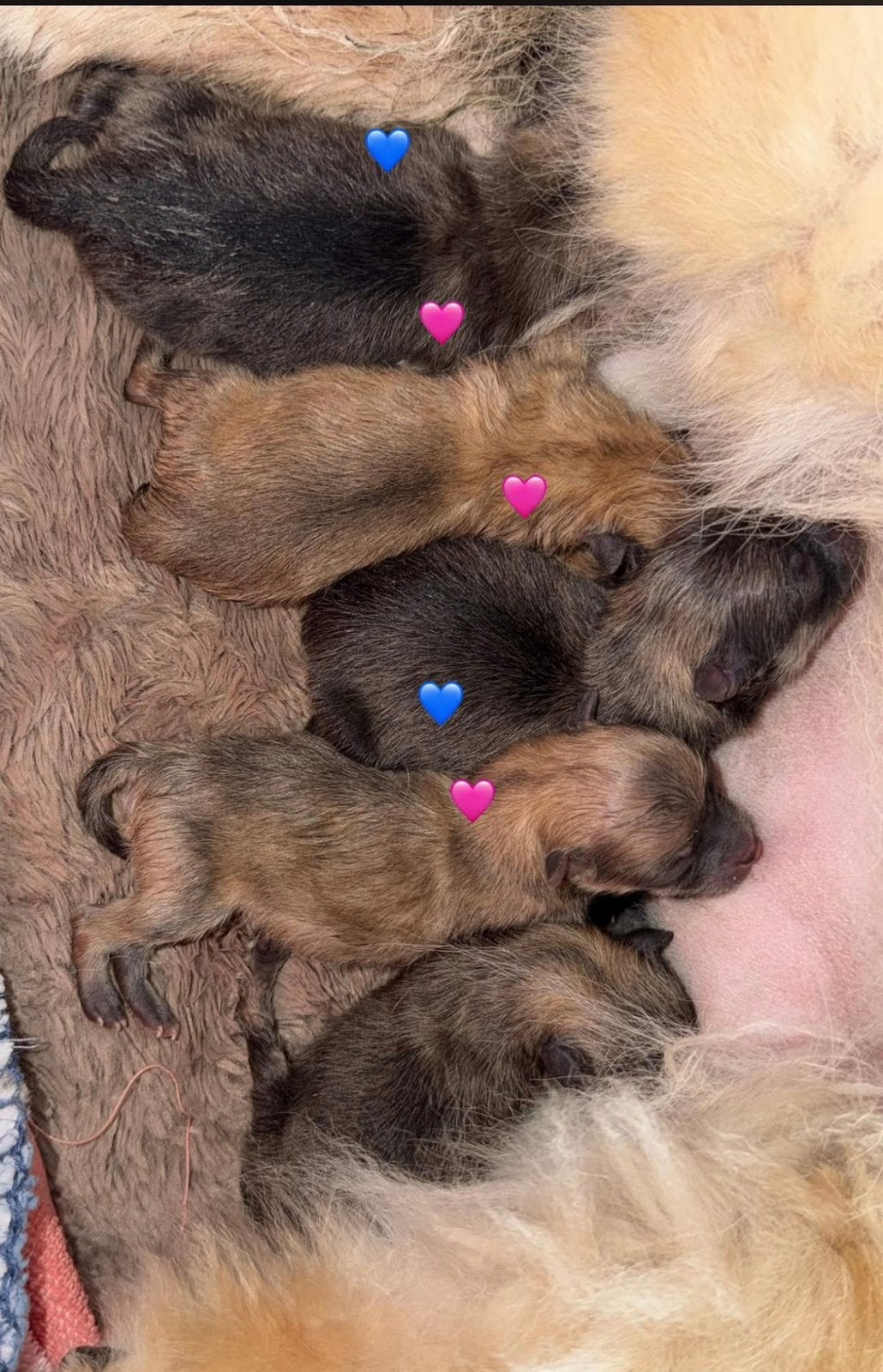 Prachtig nestje Pomeranians pups, Overige rassen, Geslacht onbekend, Meerdere, Nederland