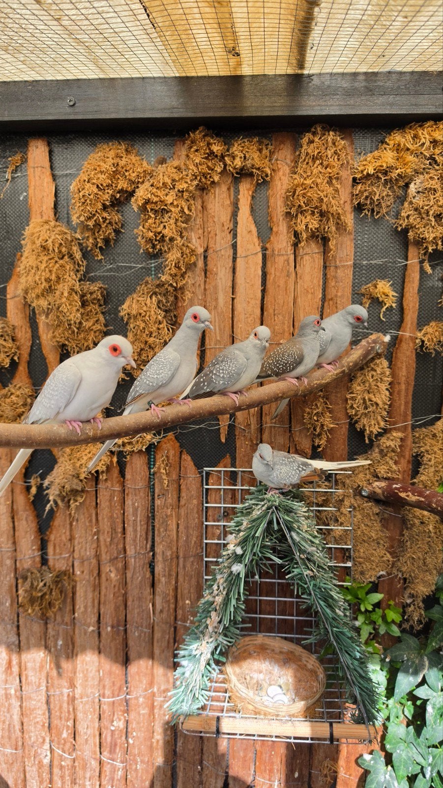 diamantduifen mix van poppen en mannen, Dieren en Toebehoren, Vogels | Overige Vogels, Meerdere dieren, Wildzangvogel, Geringd