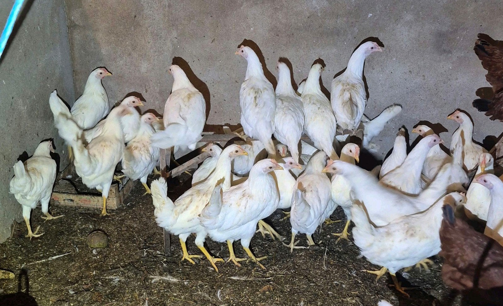 jonge witte leghennen te koop, Vrouwelijk, Kip