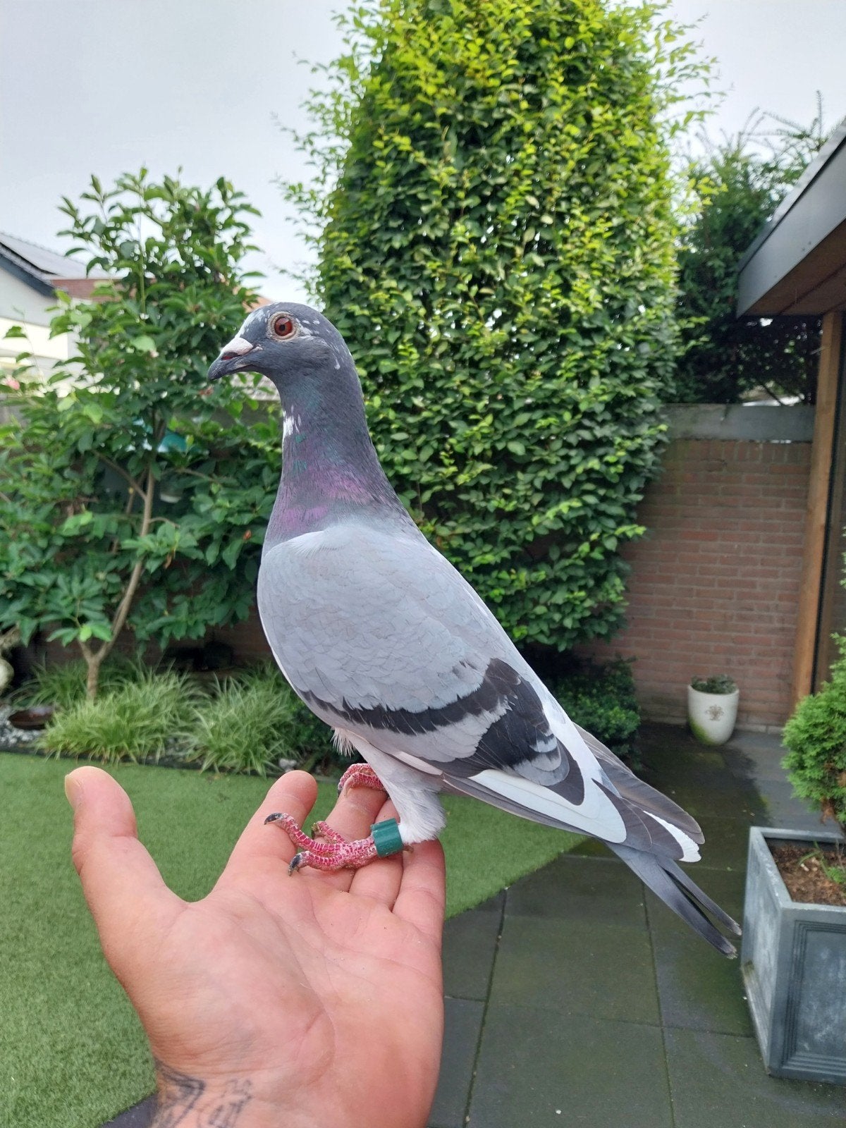 postduiven, Dieren en Toebehoren, Vogels | Duiven, Meerdere dieren, Postduif