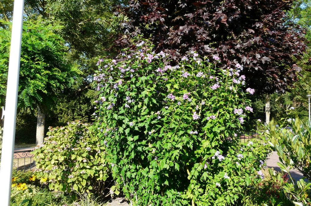 Hibiscus, Volle zon, Vaste plant, Zomer, Ophalen