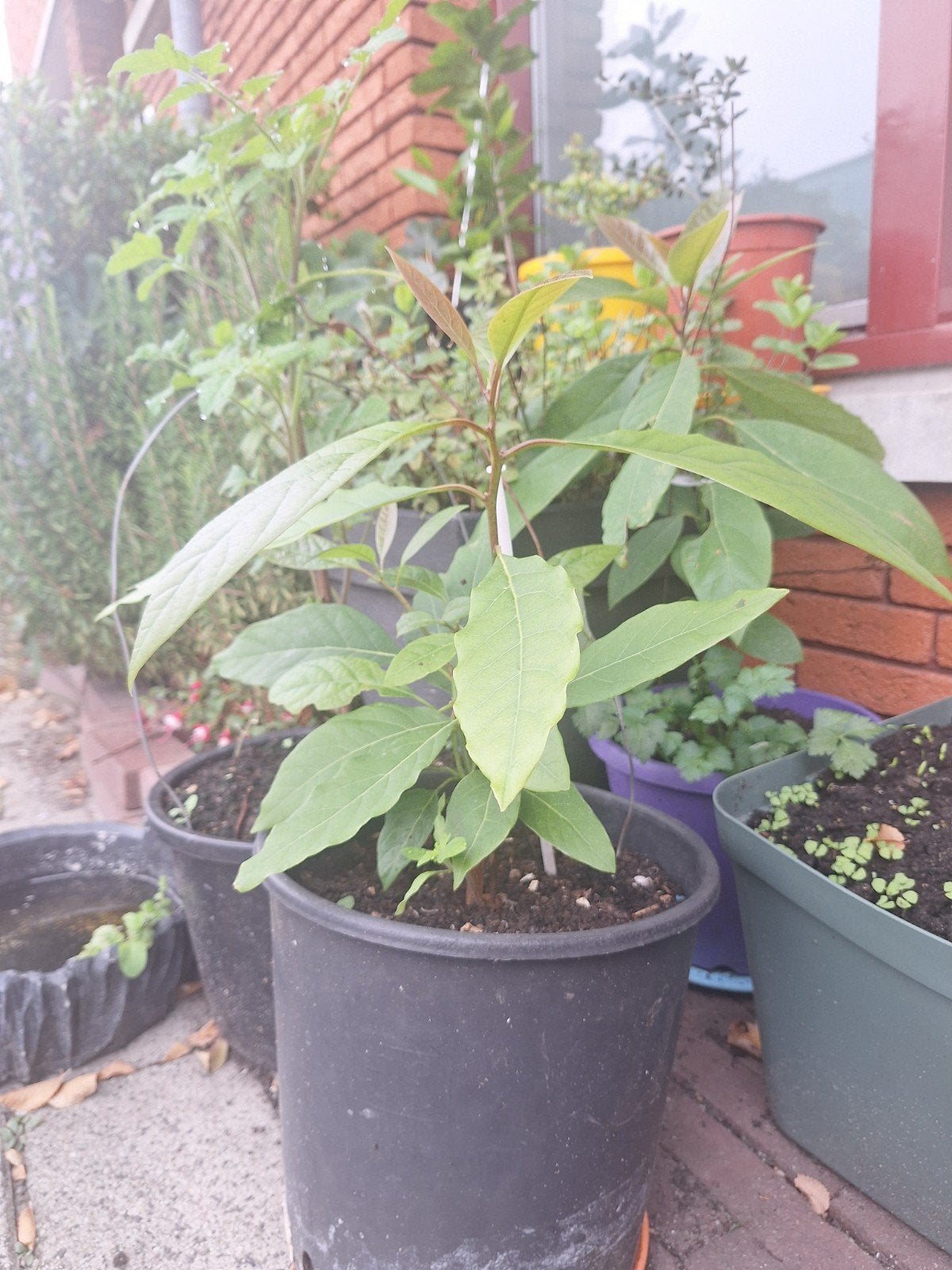 Jonge Avocado Plant - Perfect voor Thuis Kweken, Ophalen, Volle zon, Vaste plant, Bloeit niet