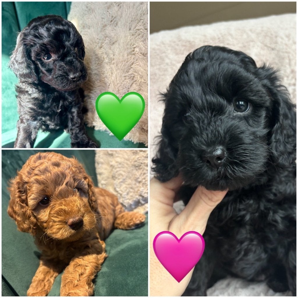 Cockapoo pups, Overige rassen, 8 tot 15 weken, Meerdere dieren, Eén hond