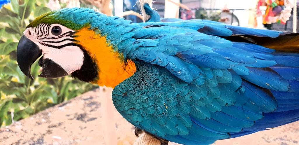 Getest | Jonge Baby Blauw Gele Aras | Lief | Getraind, Dieren en Toebehoren, Vogels | Parkieten en Papegaaien, Meerdere dieren