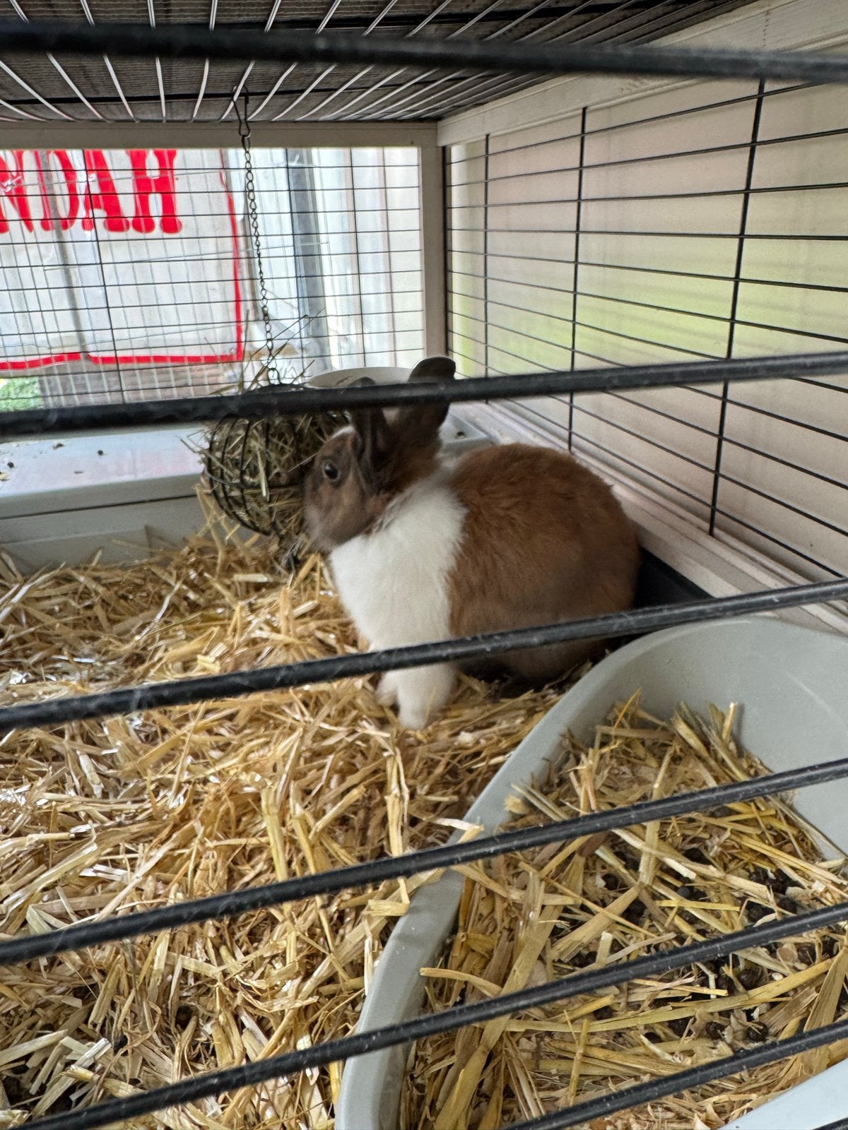 Fluffy dwerg konijnen afhalen, Dieren en Toebehoren, Dwerg