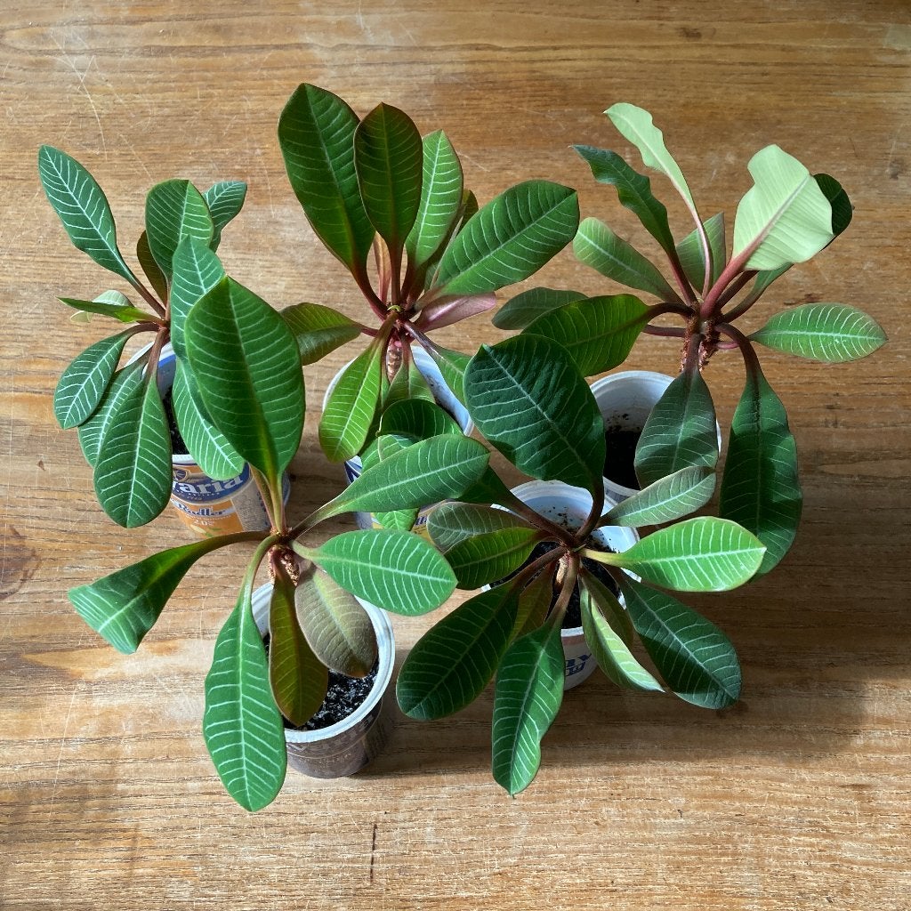 Euphorbia Leuconeura - bommenwerperplant - Madagascar Jewel, Huis en Inrichting, Kamerplanten, Ophalen of Verzenden, Overige soorten