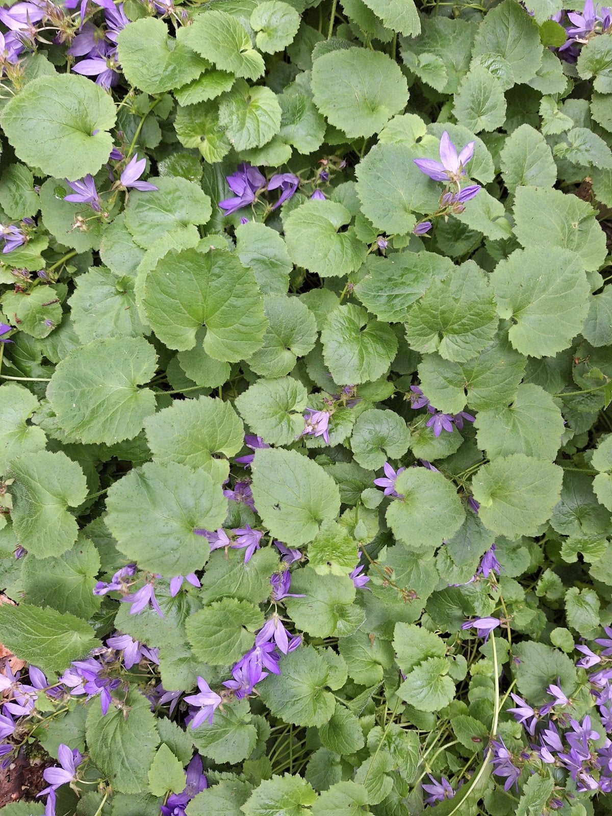 Campanula, Ophalen of Verzenden, Volle zon, Knol
