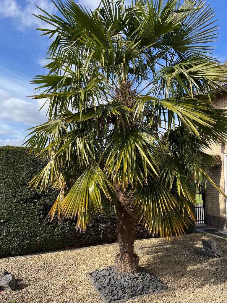 mooie palmboom, 250 tot 400 cm, Zomer, Palmboom, Ophalen
