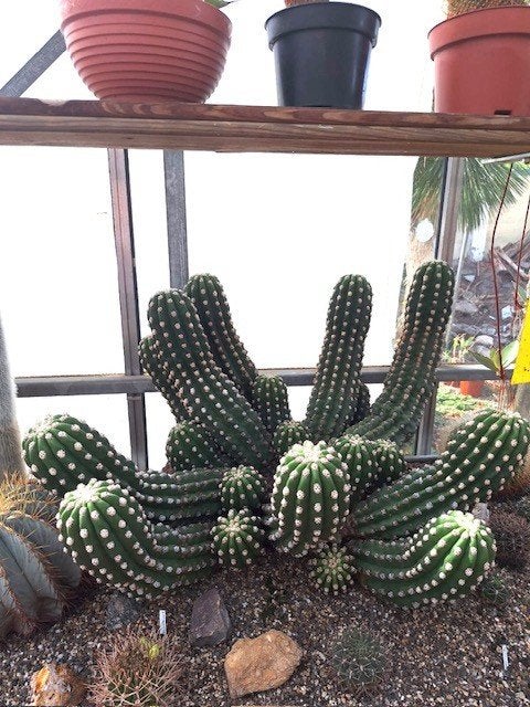 Echinopsis oxygona, 95 cm breed, Ophalen, Cactus, Halfschaduw, Minder dan 100 cm