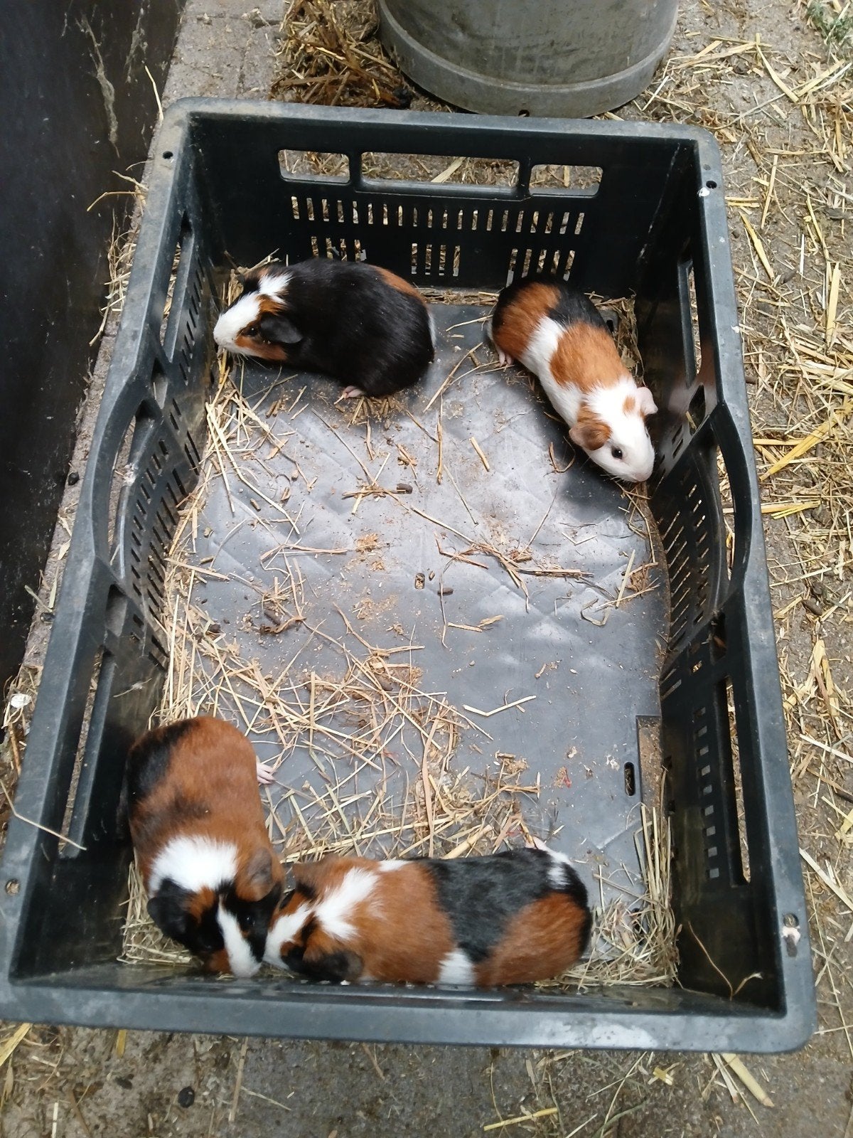 4 gladhaar beertjes, Mei, Mannelijk, Cavia